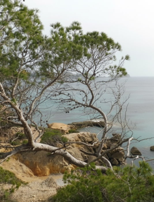 Mirador natural con el mar de fondo y vegetación